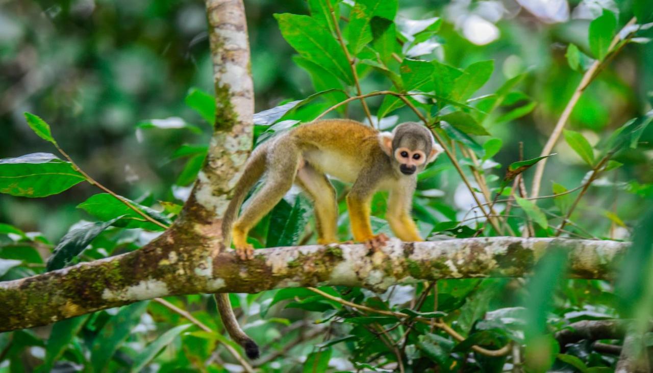 Amazon Muyuna Lodge - All Inclusive Paraíso Dış mekan fotoğraf