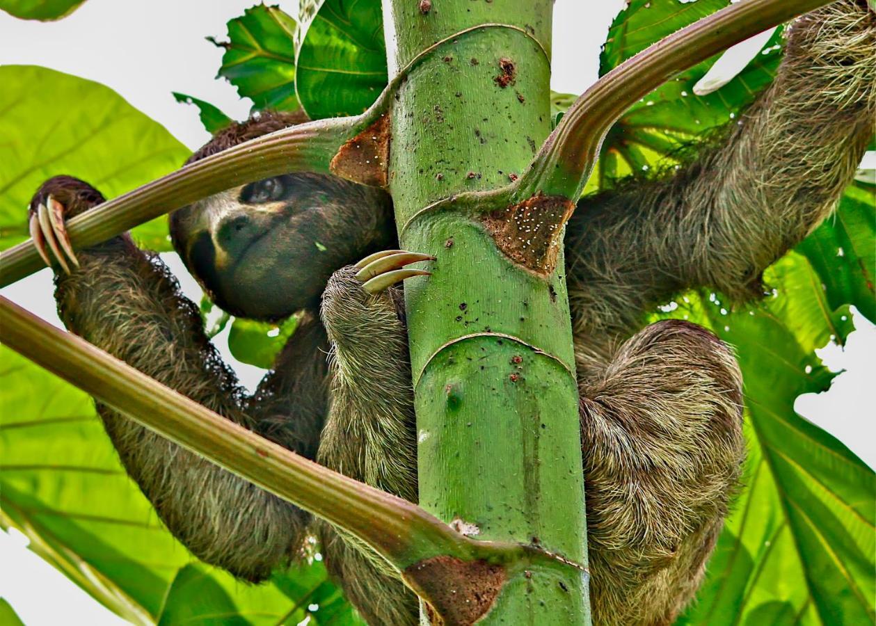 Amazon Muyuna Lodge - All Inclusive Paraíso Dış mekan fotoğraf