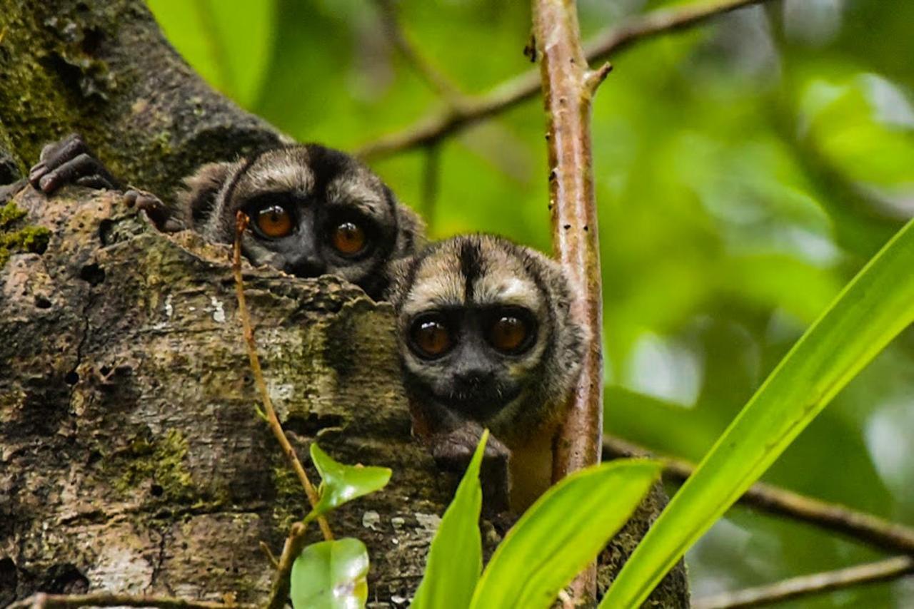 Amazon Muyuna Lodge - All Inclusive Paraíso Dış mekan fotoğraf