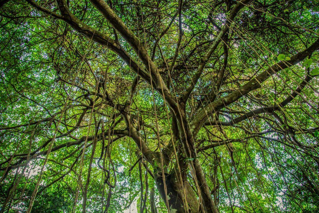 Amazon Muyuna Lodge - All Inclusive Paraíso Dış mekan fotoğraf