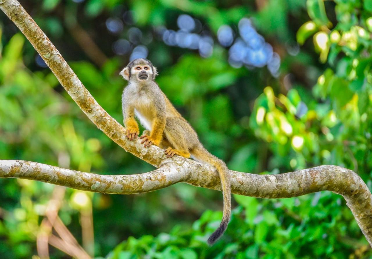 Amazon Muyuna Lodge - All Inclusive Paraíso Dış mekan fotoğraf